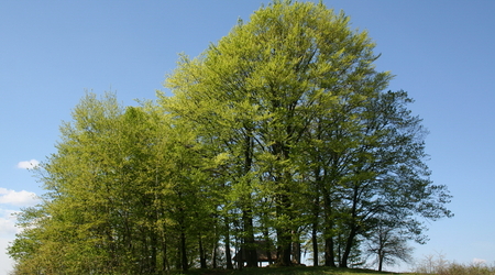 Wzgórze Polak – Polska
