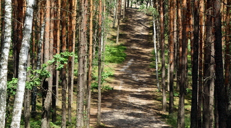 Puszcza Kampinoska - w drodze do Palmir – Palmiry, Polska