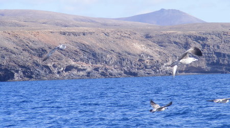 mewy – Lanzarote, Hiszpania