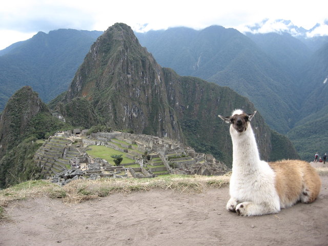 Lama w Machu Picchu 