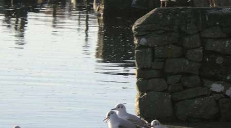 Mewy. – Loughrea, Irlandia