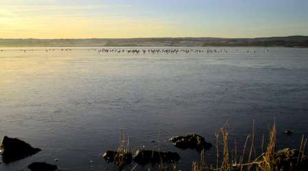 Mewy na zamarzniętym jeziorze. – Loughrea, Irlandia