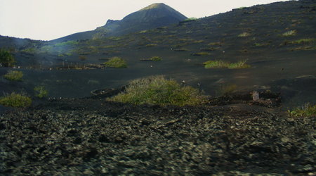 A to zielone to rosnie sobie wino :) – Lanzarote, Hiszpania