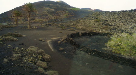 To zielone po prawo to rosnie sobie wino :) – Lanzarote, Hiszpania