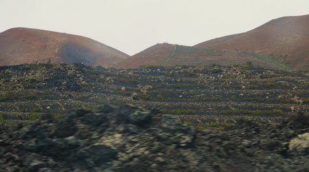 Pole na którym rosnie wino :D – Lanzarote, Hiszpania
