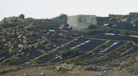 Pole na którym rosnie wino :D – Lanzarote, Hiszpania
