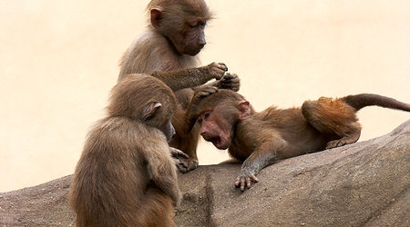 ZOO – Warszawa, Polska