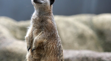 ZOO – Warszawa, Polska