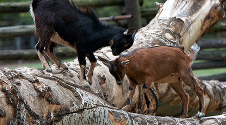 ZOO – Warszawa, Polska