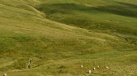 Brecon Beacons National Park pastwisko na zboczu – Storey Arms, Wielka Brytania
