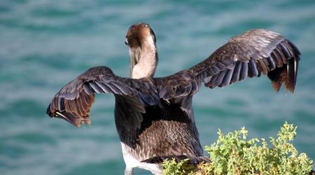 Img 9946 – Galapagos, Ekwador