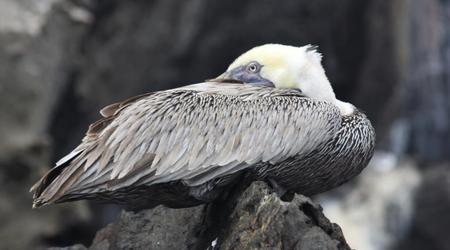 Img 4134 – Galapagos, Ekwador