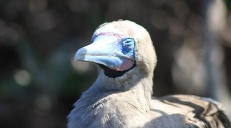 Img 4286 – Galapagos, Ekwador