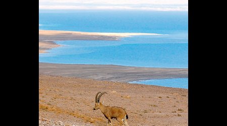 Antylopa – Jerycho, Izrael