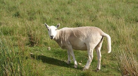 Brecon Beacons owca – Storey Arms, Wielka Brytania