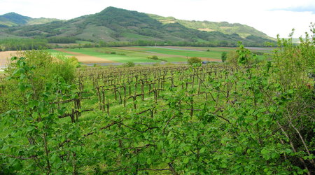 Vipava winnice – Słowenia