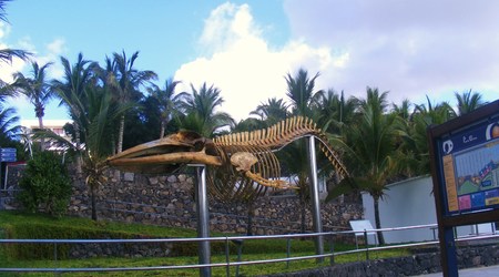 Wieloryb :) – Lanzarote, Hiszpania