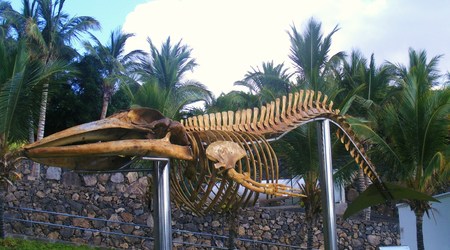 Wieloryb :) – Lanzarote, Hiszpania