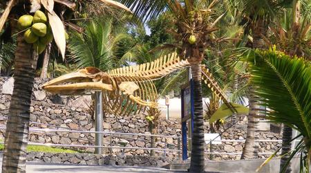 Wieloryb :) – Lanzarote, Hiszpania