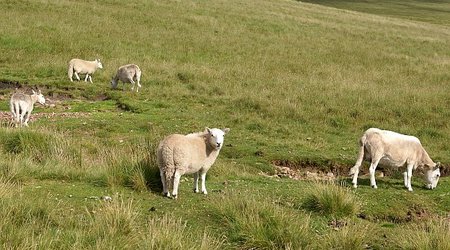 Brecon Beacons National Park owce – Storey Arms, Wielka Brytania