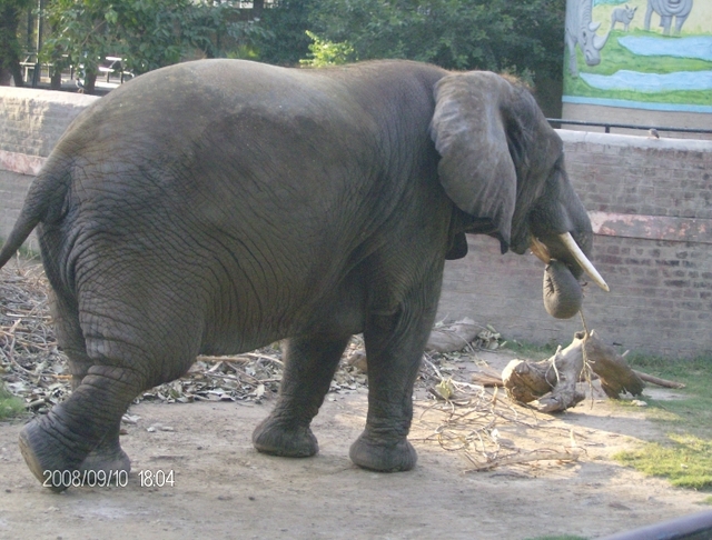 Zoo - słoń