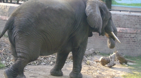 Zoo - słoń – Lahore, Pakistan