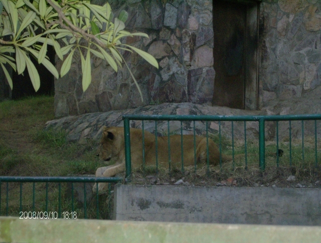 Zoo - lew