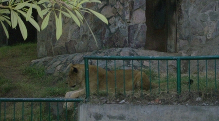 Zoo - lew – Lahore, Pakistan