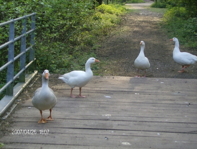 Westport Lake
