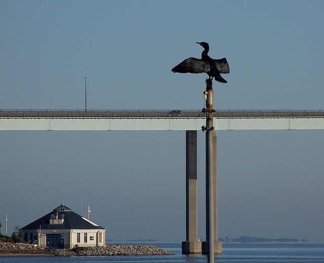 kormoran -suszenie skrzydeł   okolice Inverness