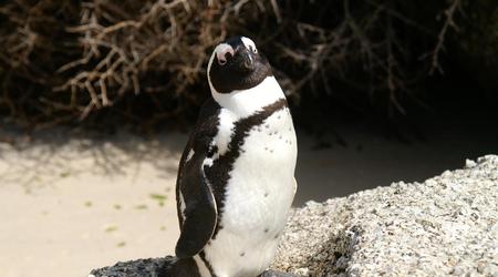 Kolonia Pingwinów na Boulders Beach – Cape Town, Republika Południowej Afryki