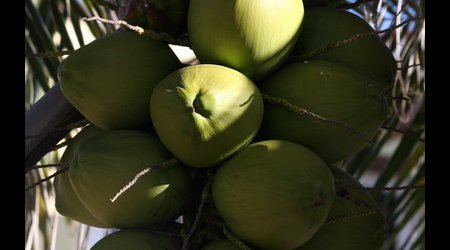 kokosy / Playa del Carmen – Puerto Morelos, Meksyk