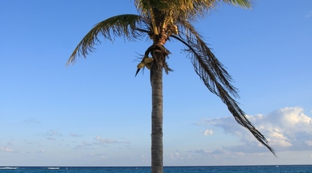 plaża w Tulum – Puerto Morelos, Meksyk