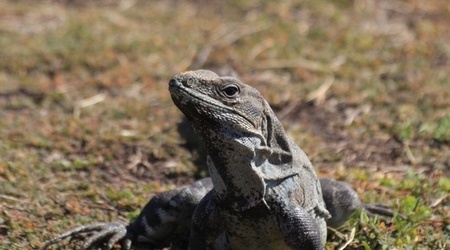 Iguana / Tulum – Puerto Morelos, Meksyk