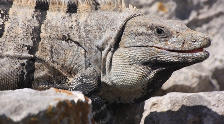 Iguana / Tulum – Puerto Morelos, Meksyk