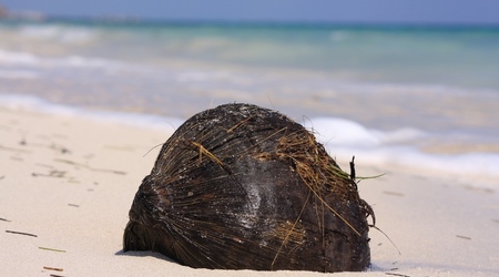 kokos na plaży w Puerto Morelos – Meksyk