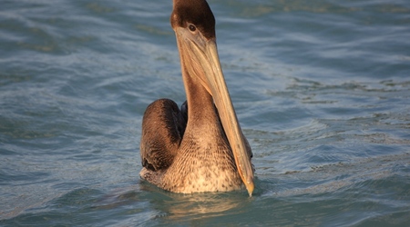 pływający pelikan / Puerto Morelos – Meksyk