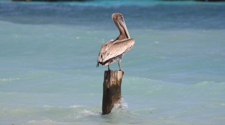 siedzący pelikan / Puerto Morelos – Meksyk