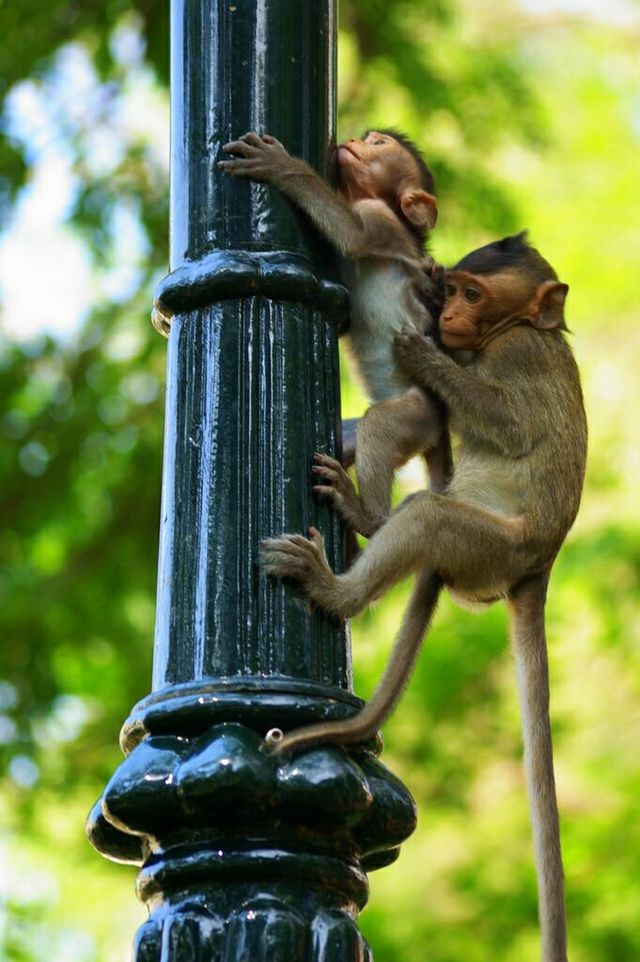 Phnom Penh
