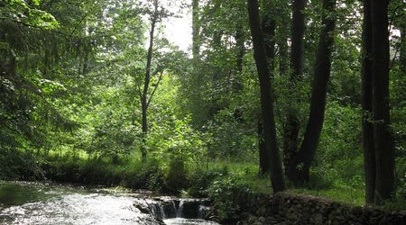 Rezerwat Szumy nad Tanwią – Susiec, Polska