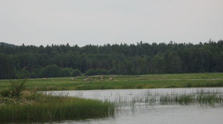 Stawy echo i konie na wolności – Zwierzyniec, Polska