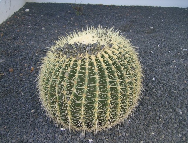 Kaktus