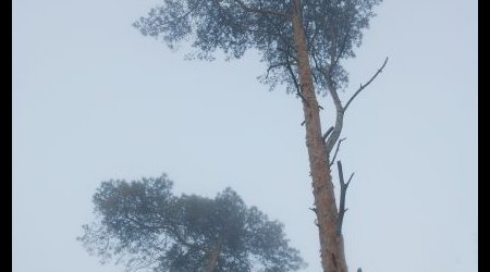 więcej mgły, mniej drzew – Ustka, Polska