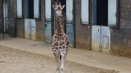 Zebra – Londyn, Wielka Brytania