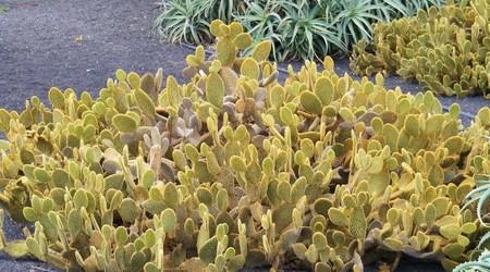 kaktusy – Lanzarote, Hiszpania