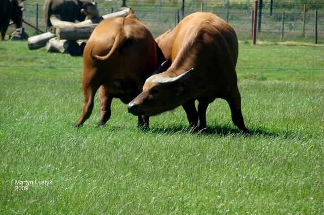 Safari park
