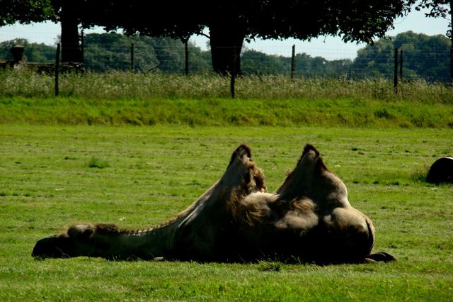 Safari park