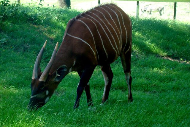 Safari park