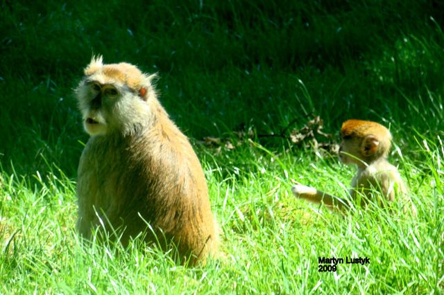Safari park