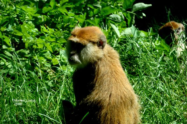 Safari park